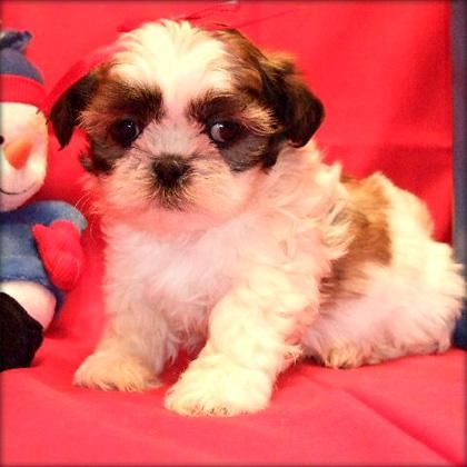 Shih-Tzu  DOS