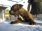 staffordshire bull terrier - mejor precio | unprecio.es