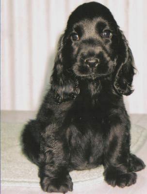 Vendo Cachorros cocker spaniel Ingles