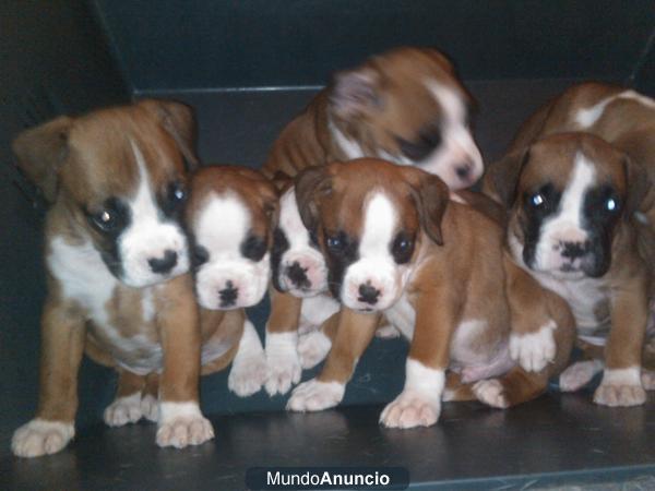 boxer marrones y blancos nacidos el 20.10.11