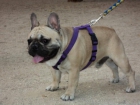 Bulldog frances Fawn para montas - mejor precio | unprecio.es