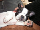CACHORRITO BULLDOG FRANCES MACHO .PARTICULAR - mejor precio | unprecio.es