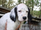 Cachorros de Setter Inglés - mejor precio | unprecio.es