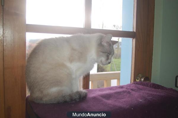 Gato Keops, busca su humano - Acogida o adopcion