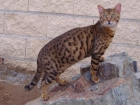 gatos bengal - mejor precio | unprecio.es