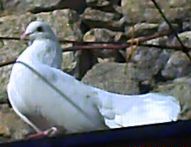 Vendo palomas culipavo