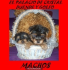 yorkshire terrier 2 machitos listos para entregar - mejor precio | unprecio.es