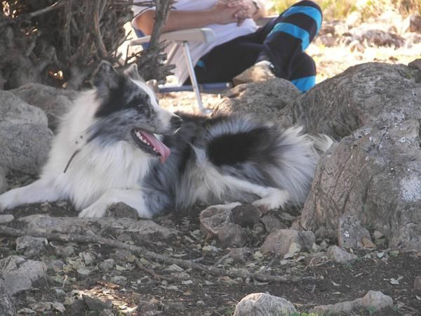 Border collie para montas