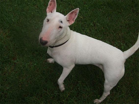 BUSCO BULL TERRIER MACHO CON PEDRIGRI PARA MONTA