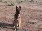 busco novia a mi perro pastor aleman - mejor precio | unprecio.es