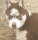 Cachorra Husky ROJA Ojos azules - mejor precio | unprecio.es