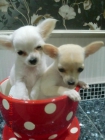 Dos cachorros de Chihuahua - mejor precio | unprecio.es