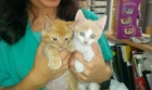 Gatitos Hermanos - mejor precio | unprecio.es