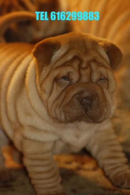 PARTICULAR VENDE PRECIOSAS CAMADA SHAR PEI