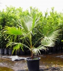 Plantas de palmera variadas muy economicas - mejor precio | unprecio.es