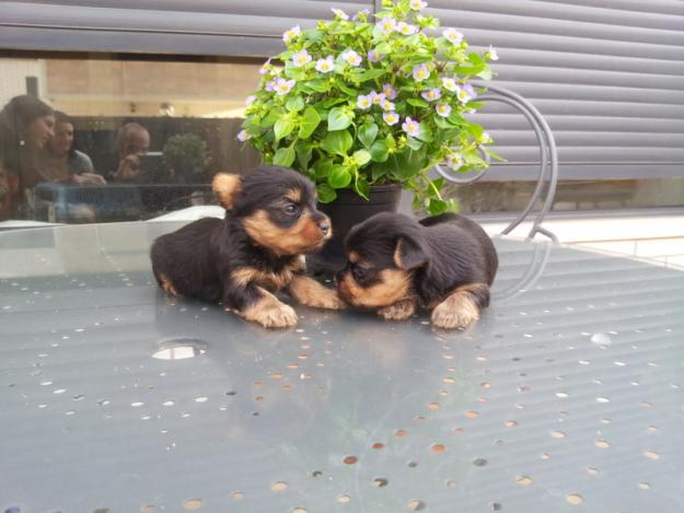 Preciosos Cachorros de Yorkshire Toy Nacionales