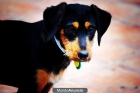 PUZZLE  precioso cachorro - mejor precio | unprecio.es
