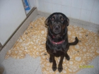 REGALO URGENTE CACHORRA DE 13 MESES - mejor precio | unprecio.es