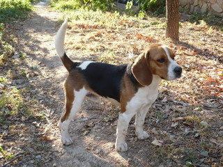 BEAGLE EXPECTACULAR MACHO BUEN PEDIGREE MONTAS VALENCIA