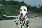 Busco dalmata hembra para cruzar con mi macho - mejor precio | unprecio.es