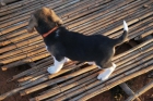 Cachorros BEAGLE de calidad a precio economico 225 euros. - mejor precio | unprecio.es