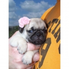 carlinos, cachorros de magnifica calidad - mejor precio | unprecio.es