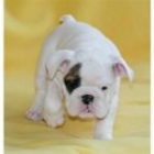 estas lindo y adorable bulldog inglés cachorros que están dispuestos - mejor precio | unprecio.es