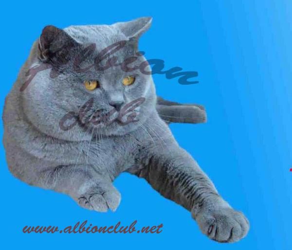 Gatitos british shorthair(britanico pelo corto)