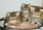 gatitos persas - mejor precio | unprecio.es