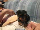 OFERTA DE CACHORRITO YORKY MACHO 300 - mejor precio | unprecio.es