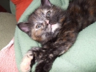 regalo gatita - mejor precio | unprecio.es