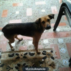 REGALO PERRITO - mejor precio | unprecio.es