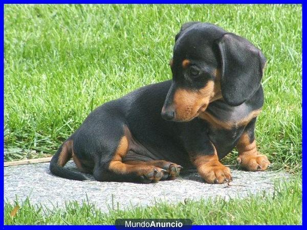 teckel cachorros 350 €