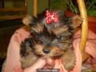 yorkshire terrier con pedigree 400 euros - mejor precio | unprecio.es