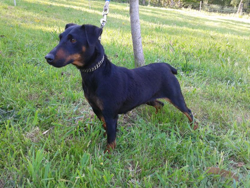 Jagd terrier para jabalí