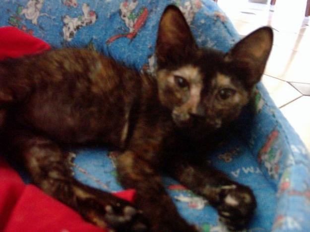 Betty, gatita de dos meses en adopcion