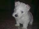 Busco cachorros de Yorkshire, Westy,ichon Maltes,etc. Hasta 100 €