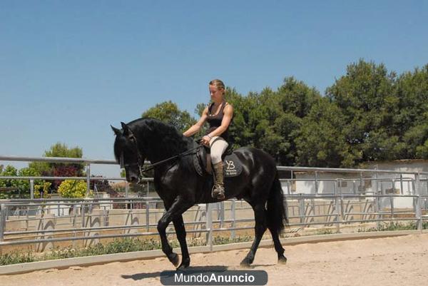 Caballos PRE montados