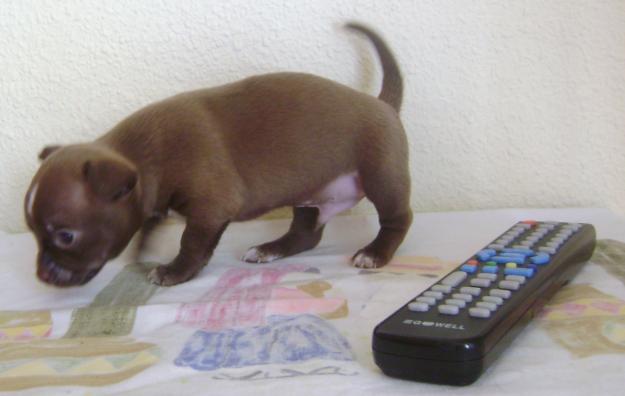 CHIHUAHUAS ECONOMICOS DE LA LINEA MEXICANA