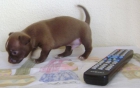 CHIHUAHUAS ECONOMICOS DE LA LINEA MEXICANA - mejor precio | unprecio.es
