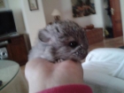 chinchilla hembra beiby violeta - mejor precio | unprecio.es