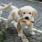 GOLDEN RETRIEVER CACHORROS EN VENTA - Barcelona - mejor precio | unprecio.es