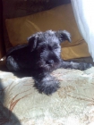 Guapisimos Schnauzer miniatura S&P - mejor precio | unprecio.es