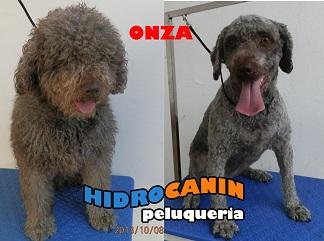 peluqueria canina a domicilio o recogida y lavadero 24h