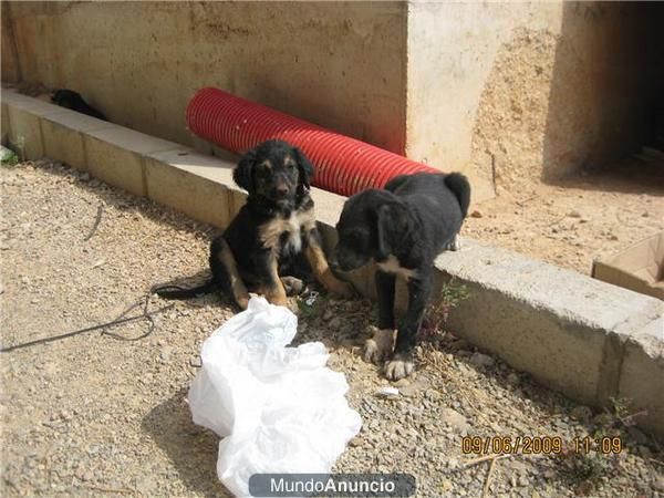 regalo cachorritos preciosos