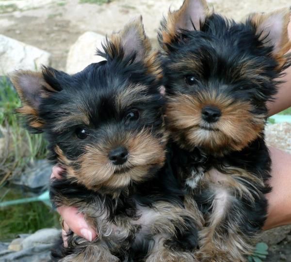 380- YORSHIRE TERRIER