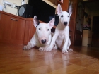 Bull terrier para montas - mejor precio | unprecio.es