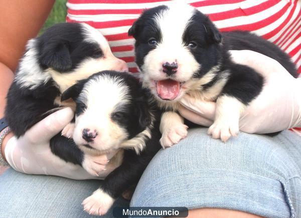 CACHORRO BORDER COLLIE 400