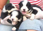 CACHORRO BORDER COLLIE 400 - mejor precio | unprecio.es