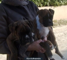 CACHORROS BOXER - mejor precio | unprecio.es